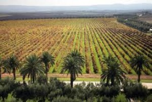 Morocco agriculture