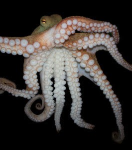 Octopus