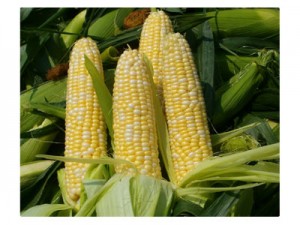 corn